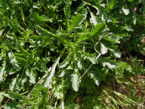 Oxeye Daisy