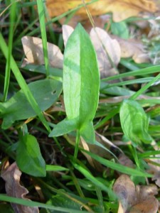 Sheep Sorrel