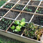 Square Foot Garden