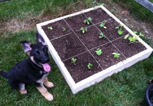 Square Foot Garden 3