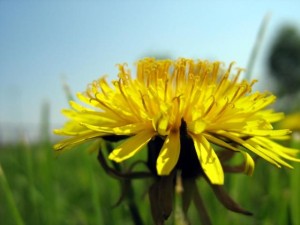 dandelion outside