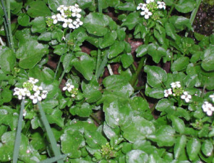 pennsylvania bittercress