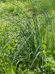 wild onion