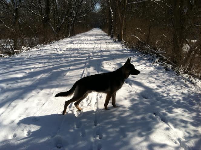 10 month old German Shepherd in the snow