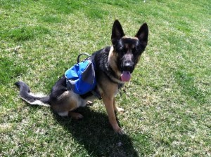 German Shepherd with REI Pack