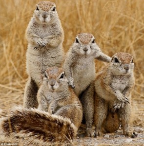 Squirrel family